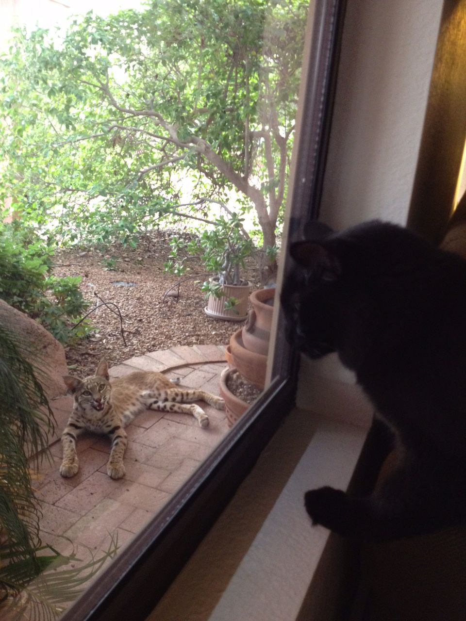 Backyard Bobcats